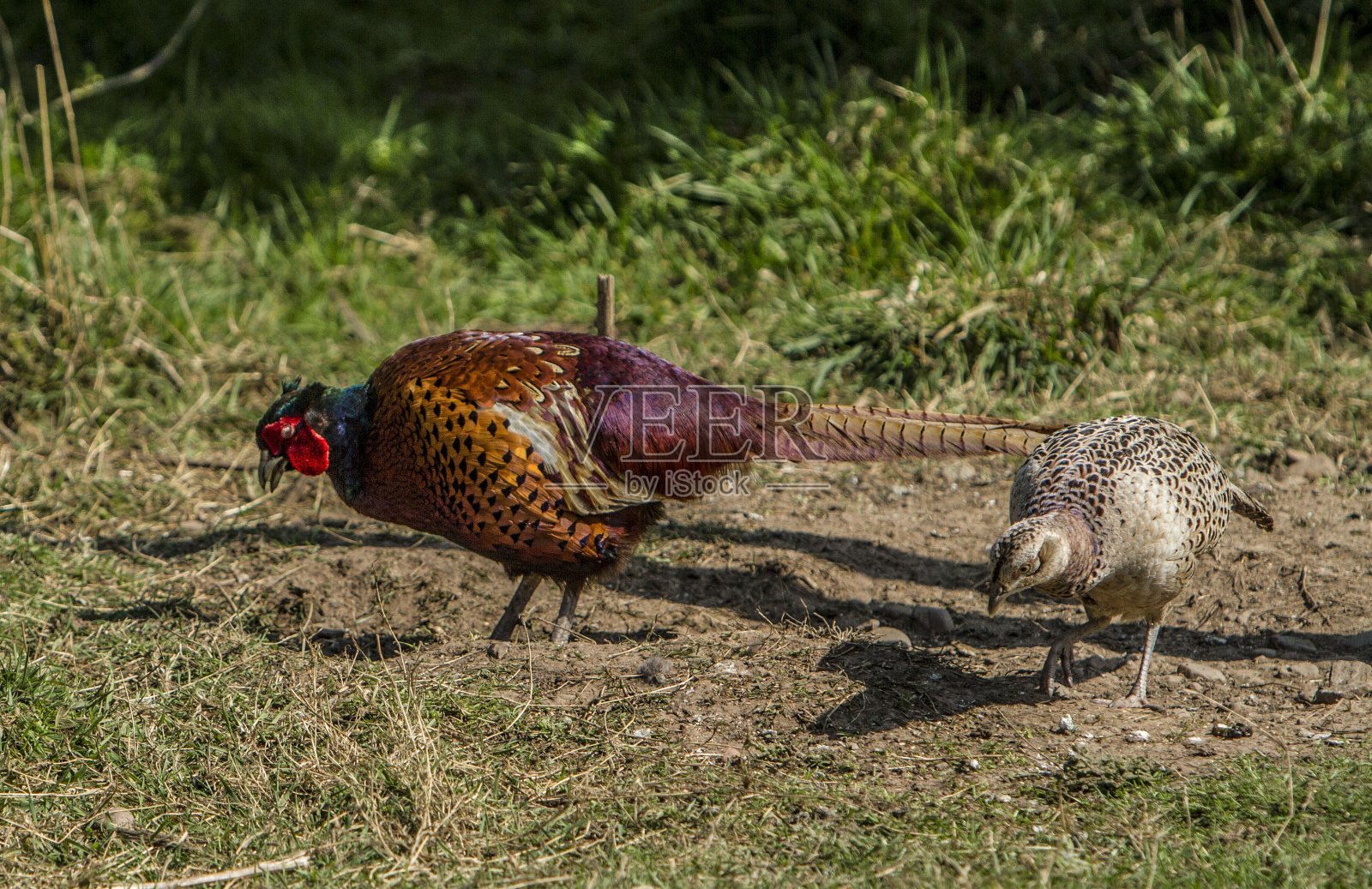 精致的野鸡交配舞蹈。照片摄影图片