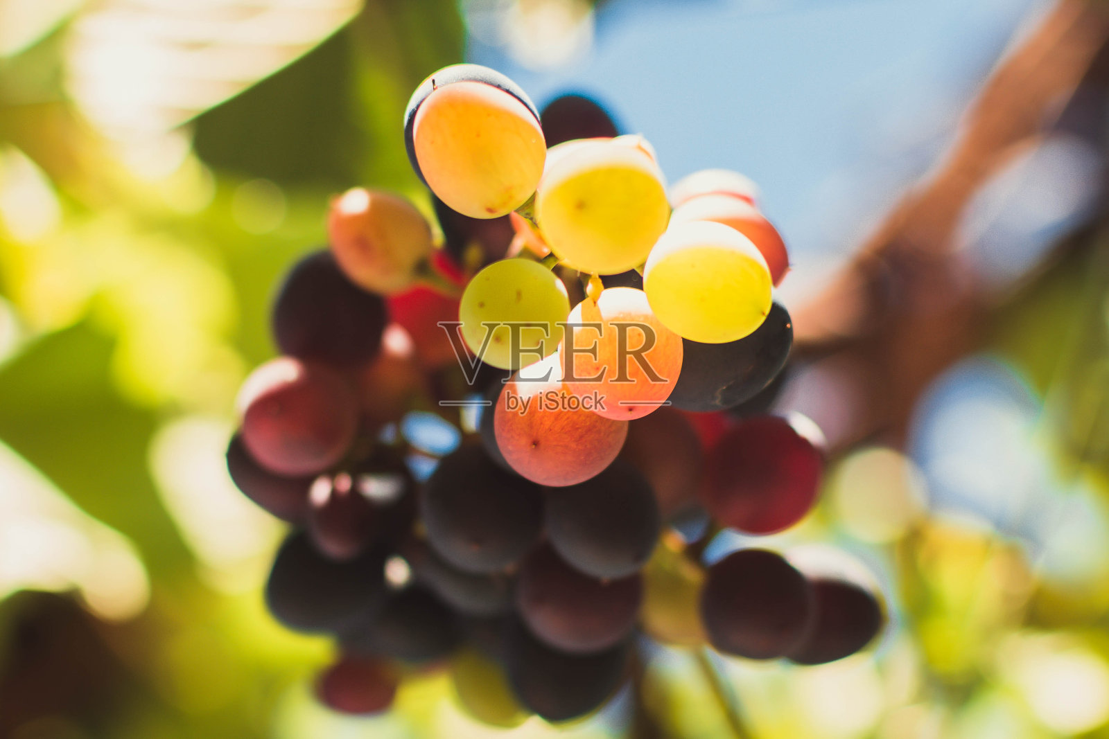 成熟的葡萄照片摄影图片