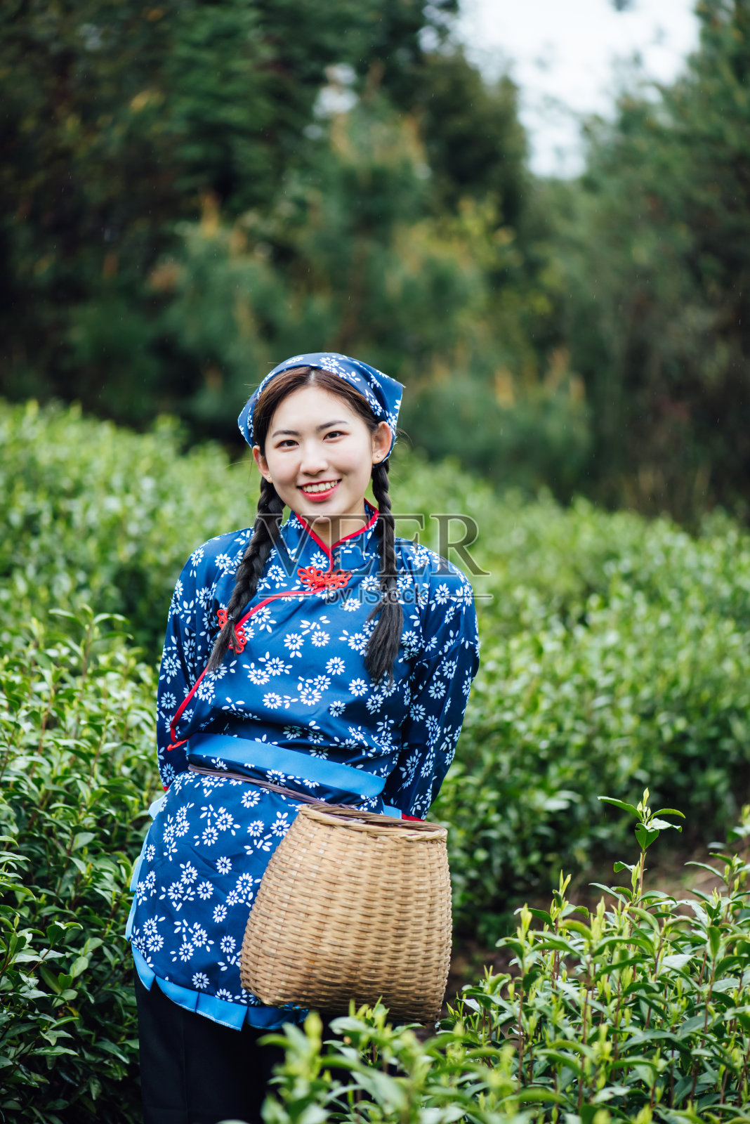 一位年轻的亚洲妇女正在茶园里采茶照片摄影图片