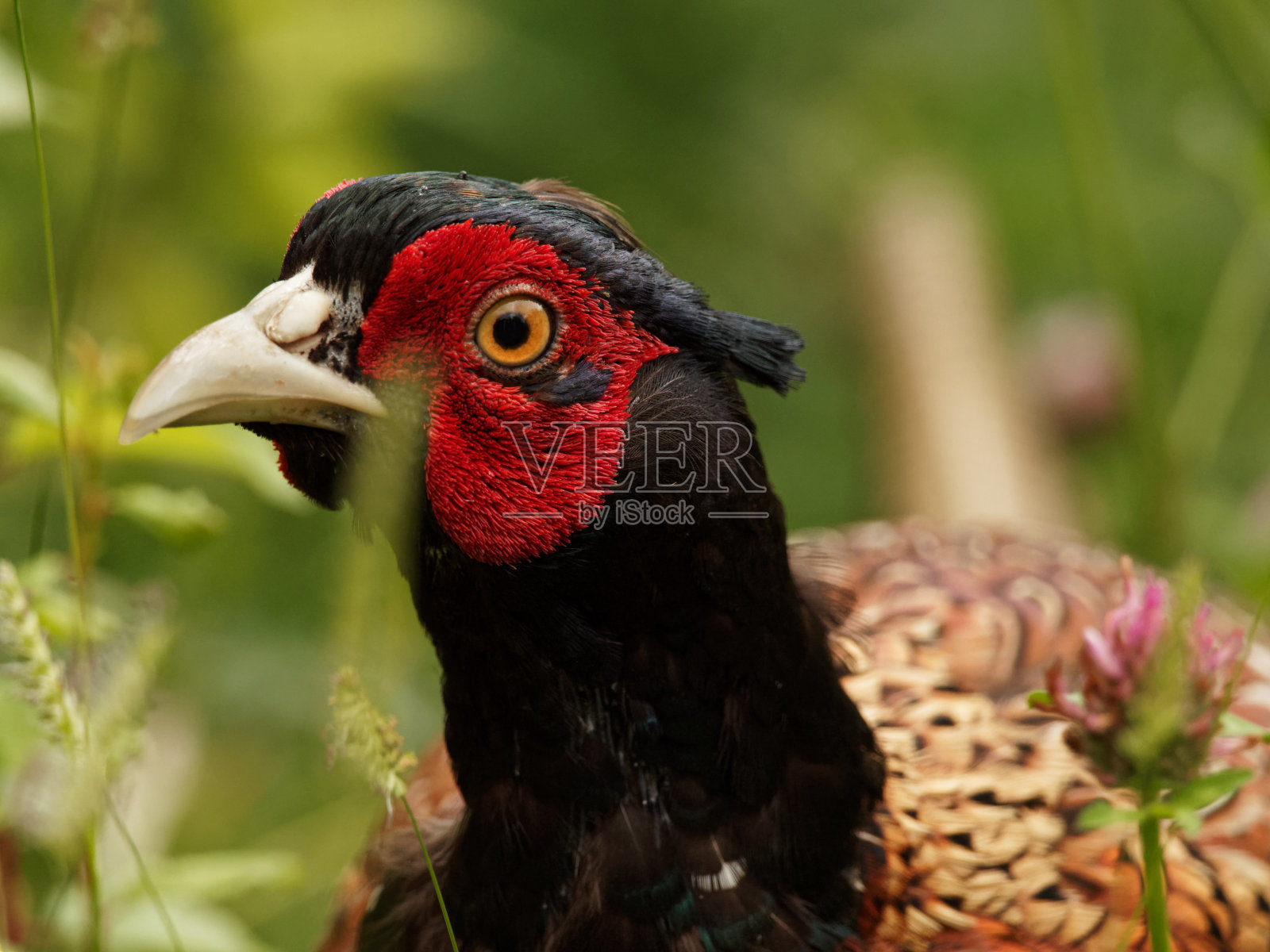 雄性野鸡的特写照片摄影图片