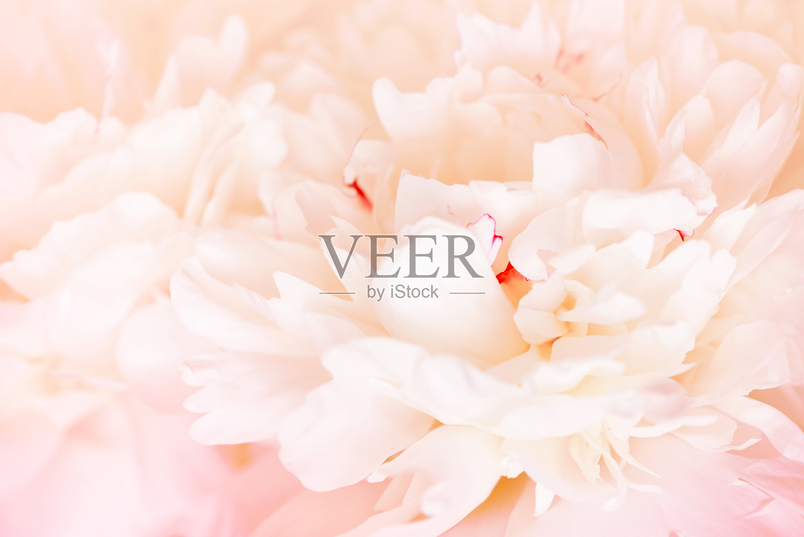 嫩霜背景牡丹花瓣照片摄影图片