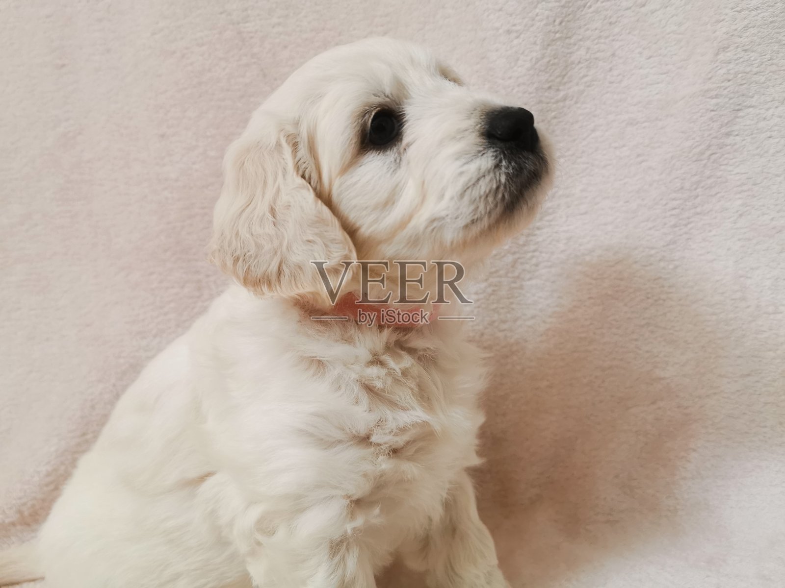 Goldendoodle幼犬照片摄影图片