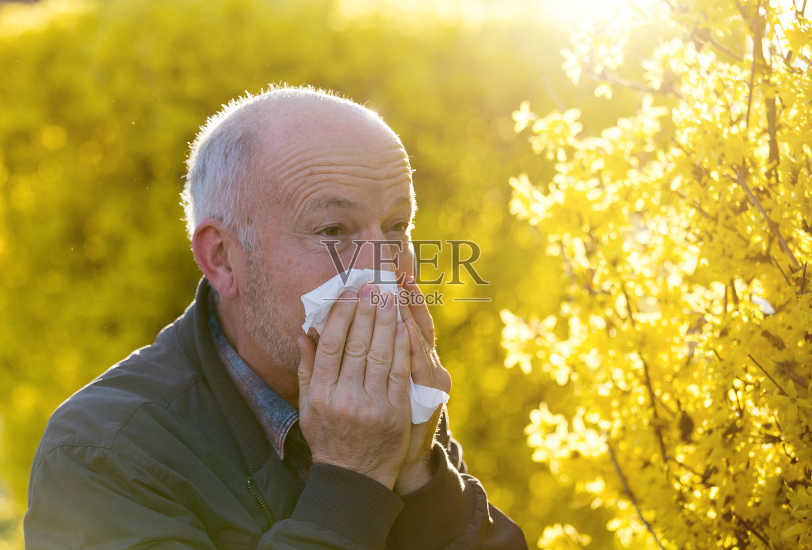 一个男人在开花的树旁打喷嚏照片摄影图片