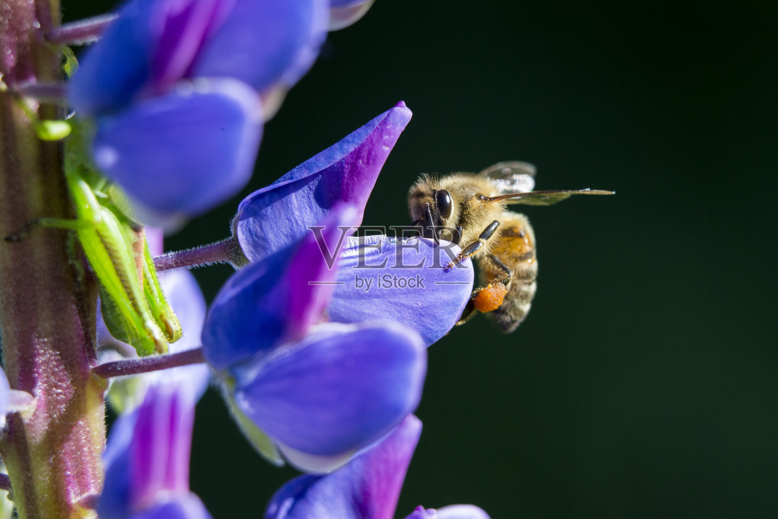 蜜蜂采集野生羽扇豆花蜜和花粉照片摄影图片