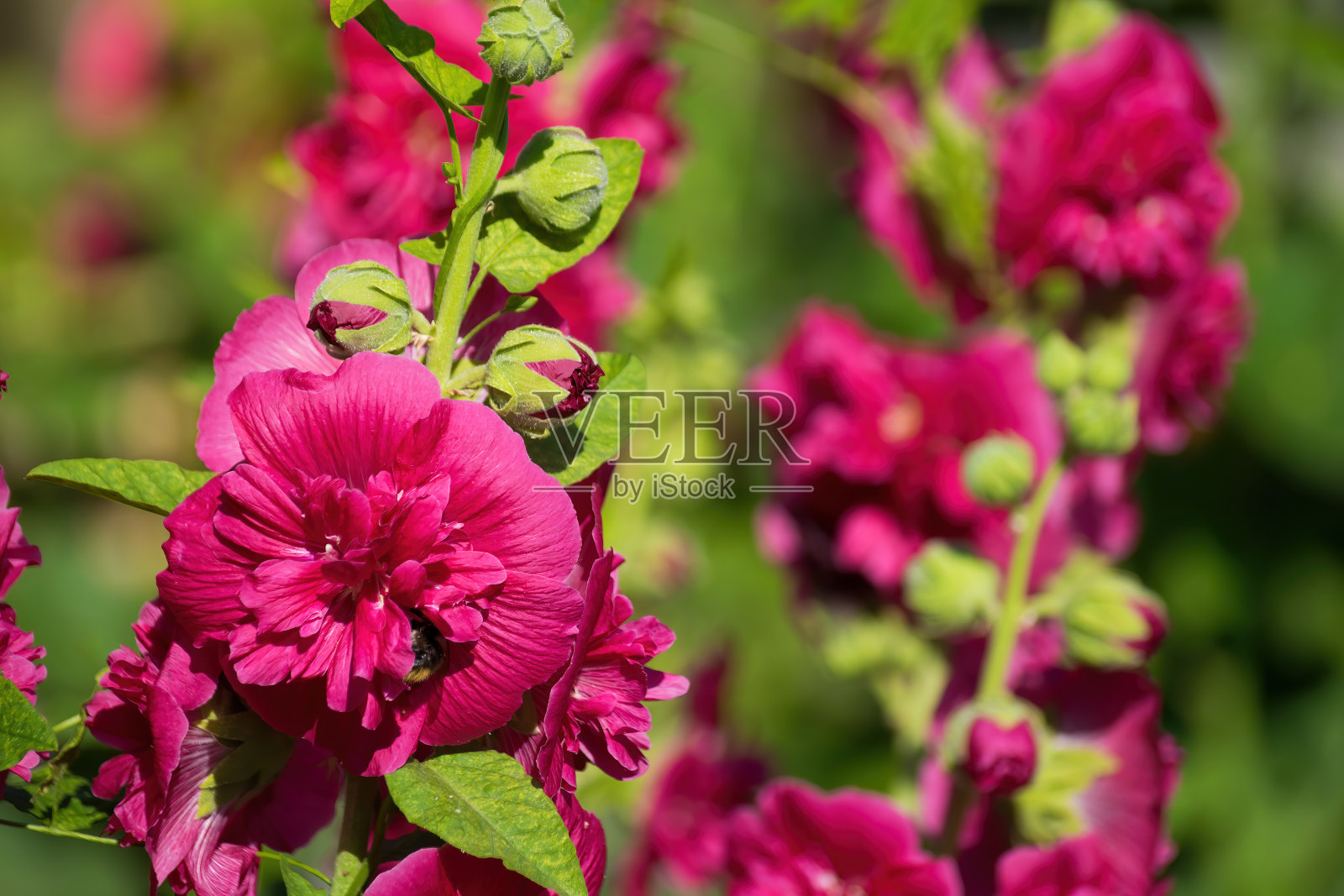 晴天里的紫锦葵照片摄影图片