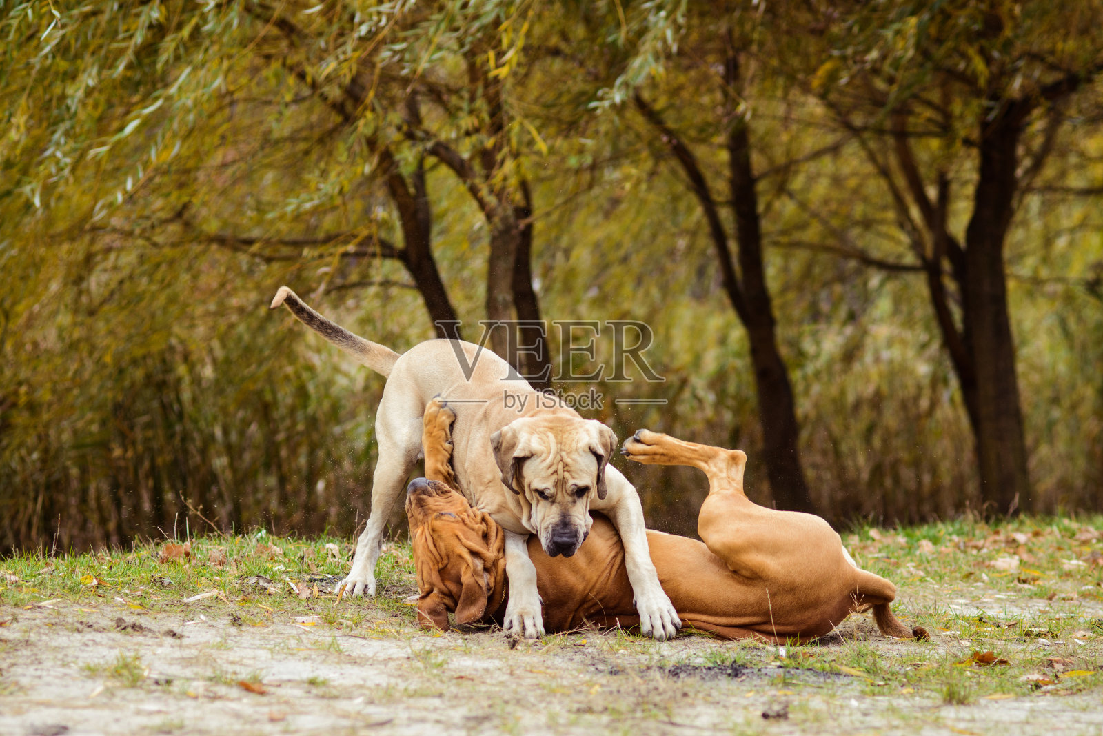 两只巴西eiro狗，秋天的场景照片摄影图片