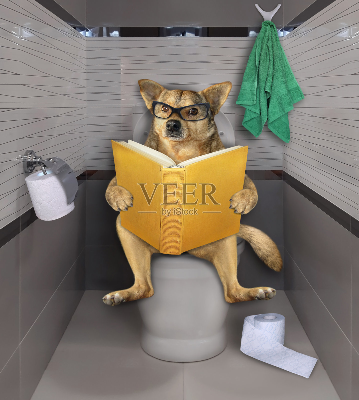 狗在马桶上看书照片摄影图片