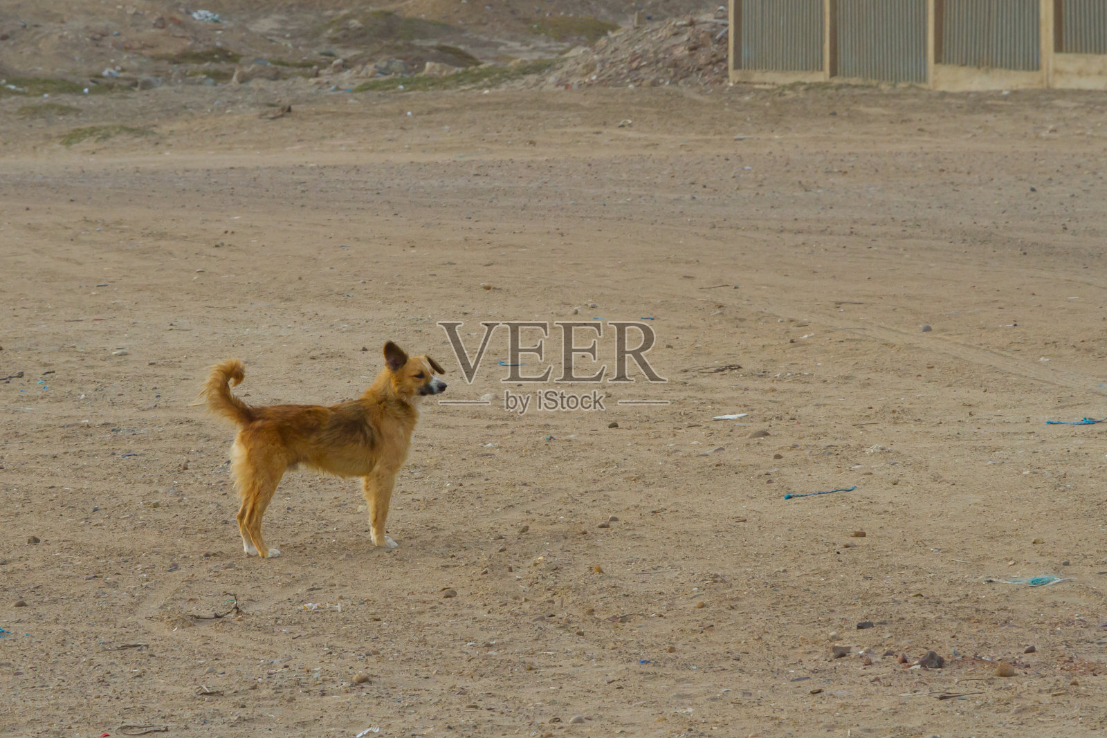 秘鲁的狗照片摄影图片