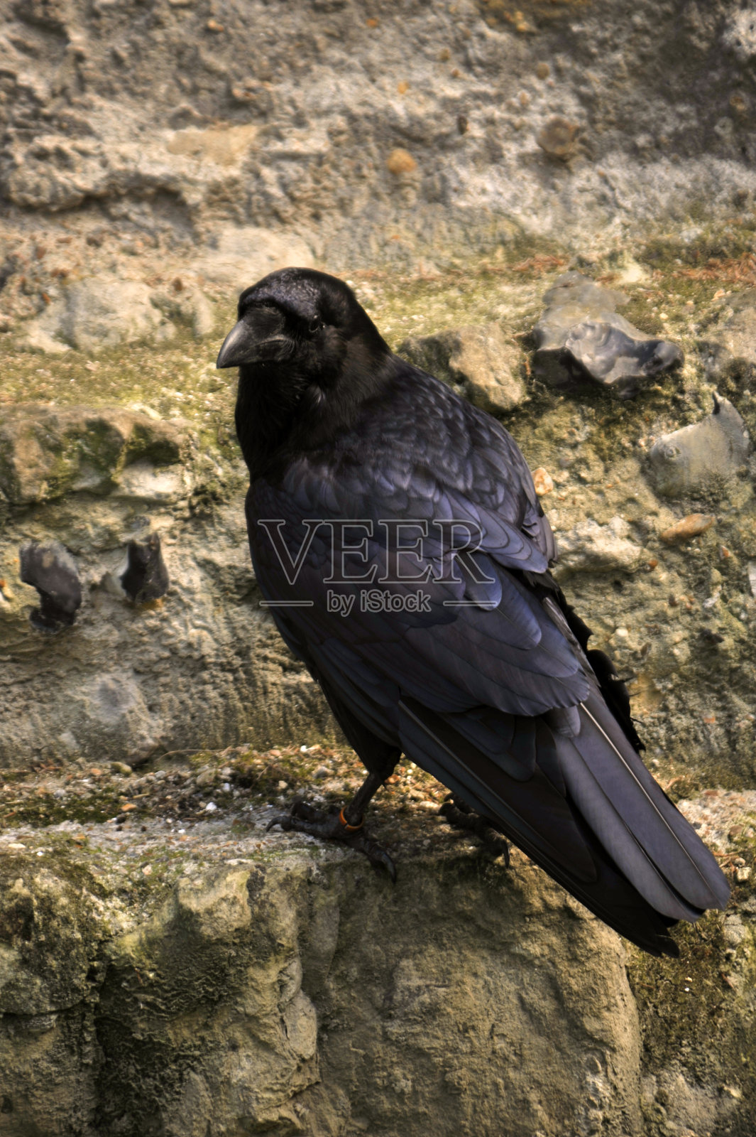 塔瑞文照片摄影图片