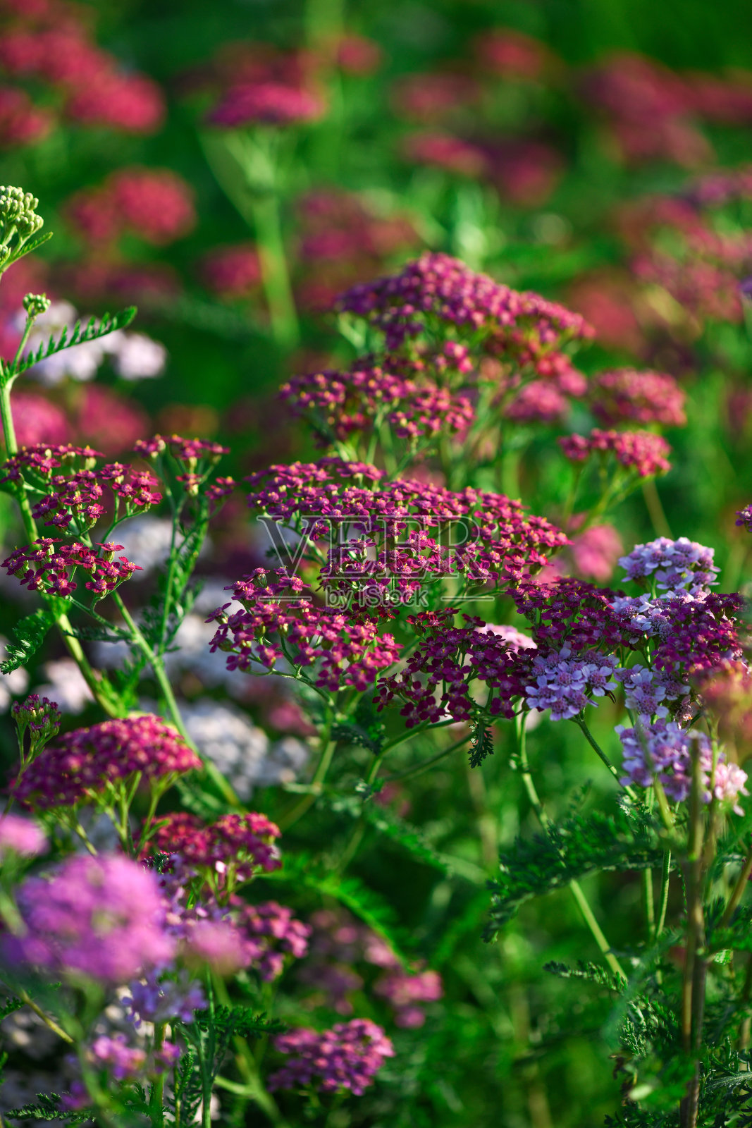 田野上美丽的春花照片摄影图片