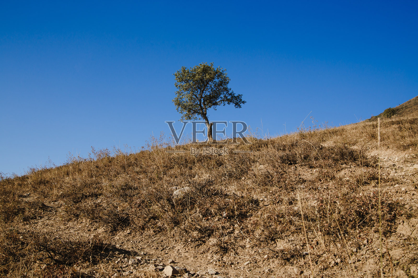 田野上的一棵枯草，蓝天白云，背景是小山。阳光明媚的夏日，英国乡村的田园诗般的景色。宁静的自然景观，没有人，没有复制空间。照片摄影图片