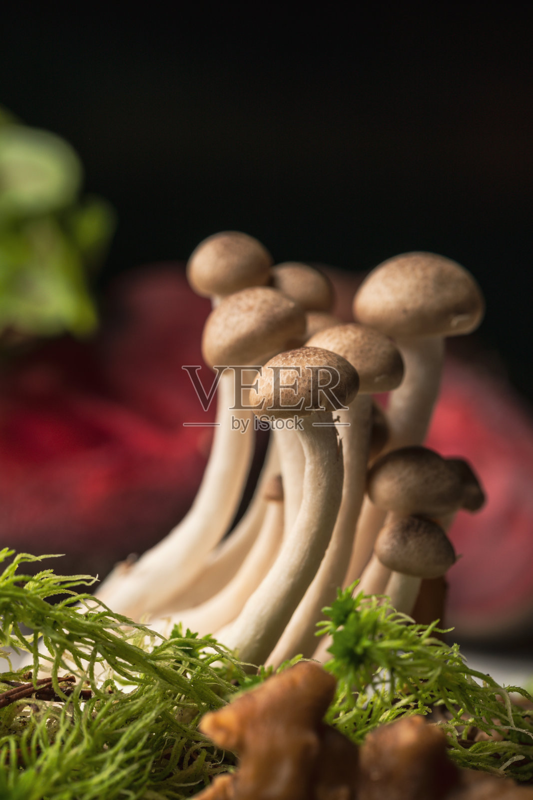 小蘑菇的特写照片摄影图片