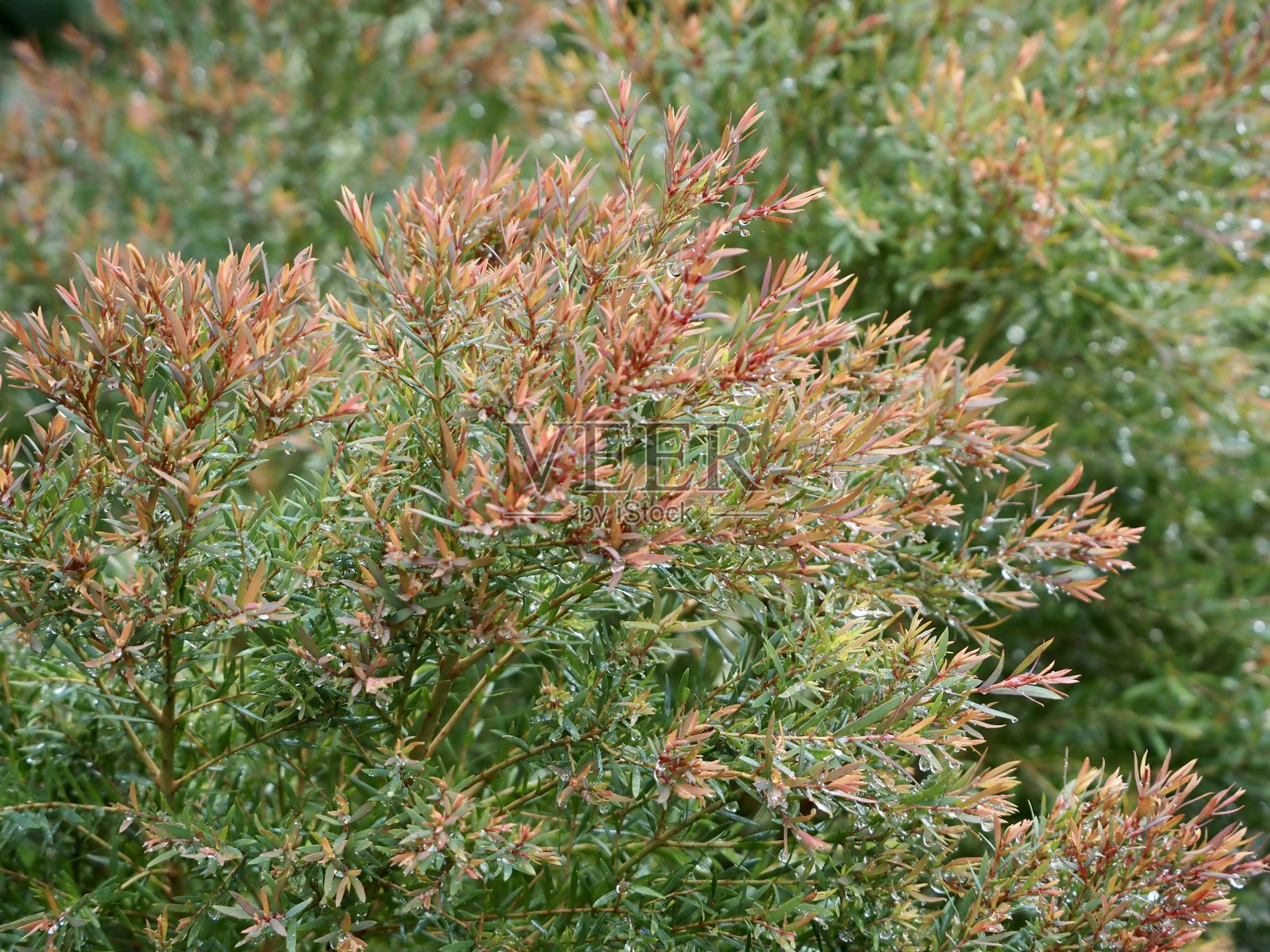 雨后的千层照片摄影图片