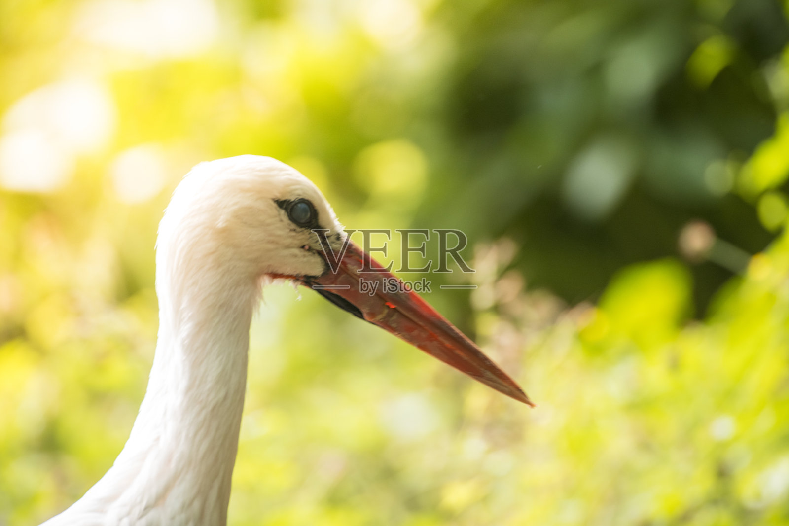 白鹳(Ciconia Ciconia)鸟特写肖像照片摄影图片
