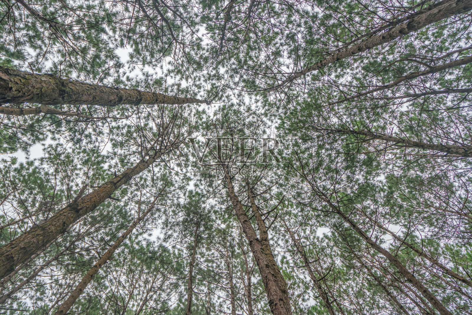 在松树林的树干的底部视图照片摄影图片