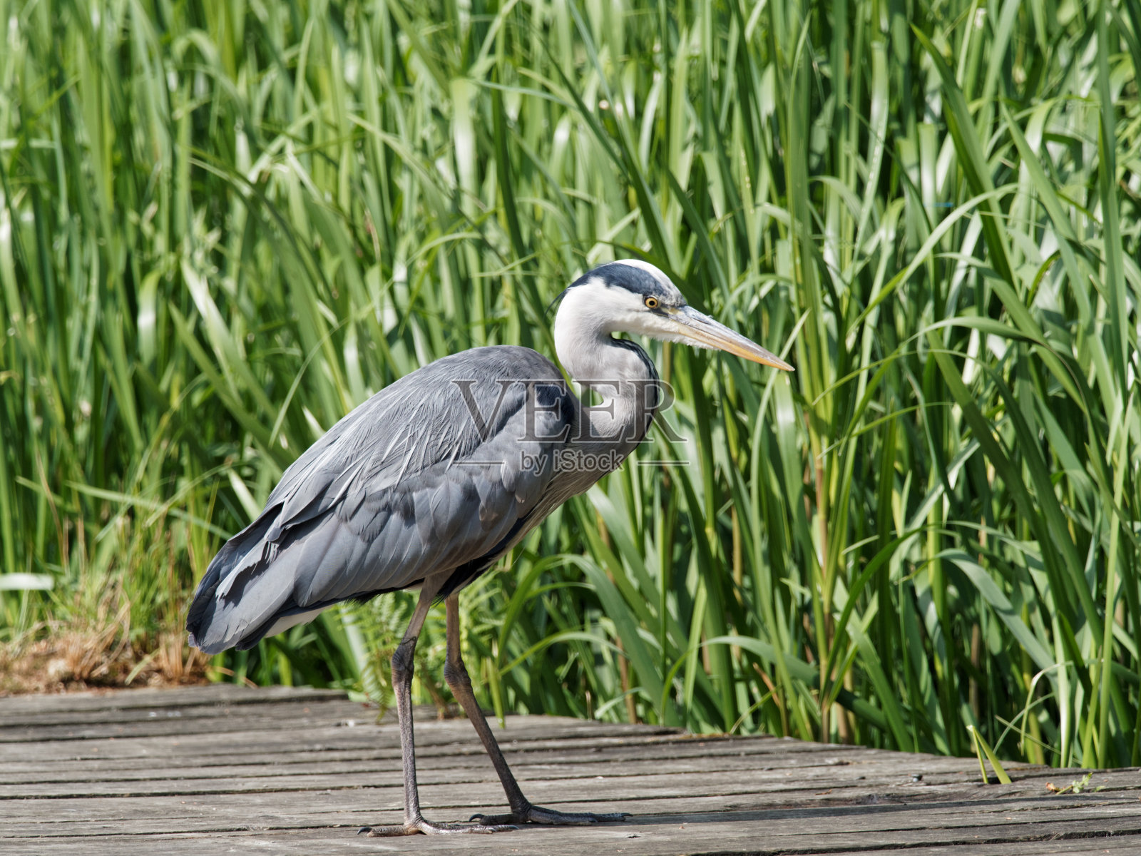 一只正在寻找鱼的苍鹭照片摄影图片