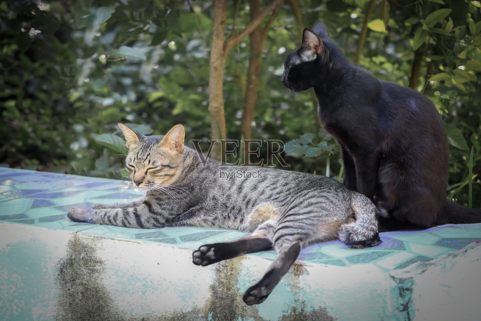 两只猫正在花园里休息。照片摄影图片