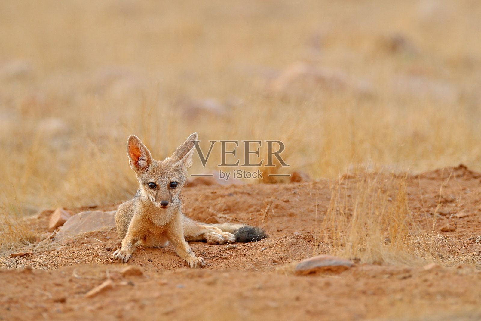 印度狐狸，孟加拉Vulpes bengalensis，印度Ranthambore国家公园。野生动物在自然界栖息。狐狸靠近巢地洞。亚洲野生动物。有大耳朵的野狗。印度的旱季。孟加拉狐狸。照片摄影图片