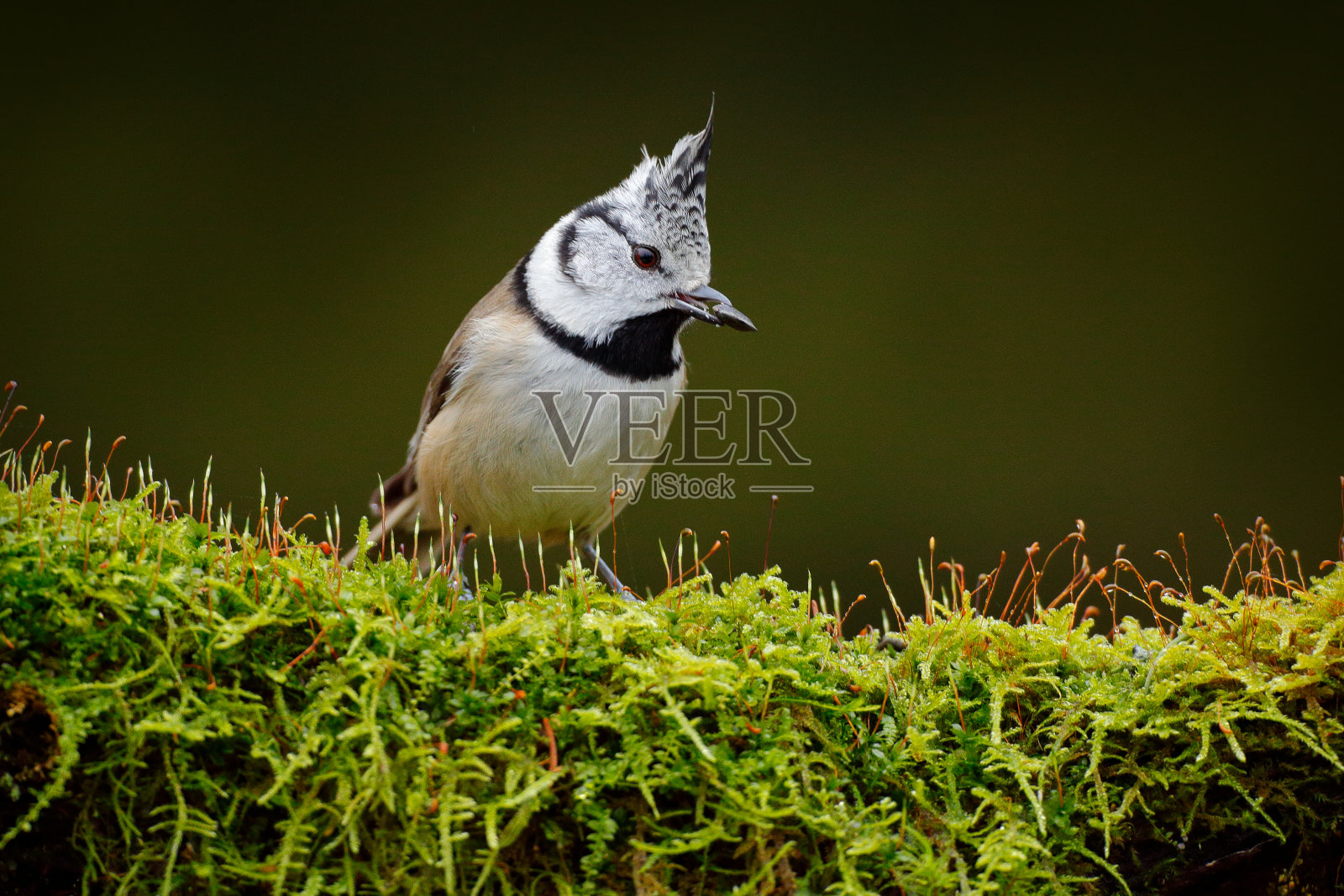 冠山雀坐着，鸣禽在美丽的绿色苔藓地衣枝与清楚的绿色背景。鸟有羽冠，捷克鸟在大自然中青苔栖息。野生动物欧洲,songbird。照片摄影图片