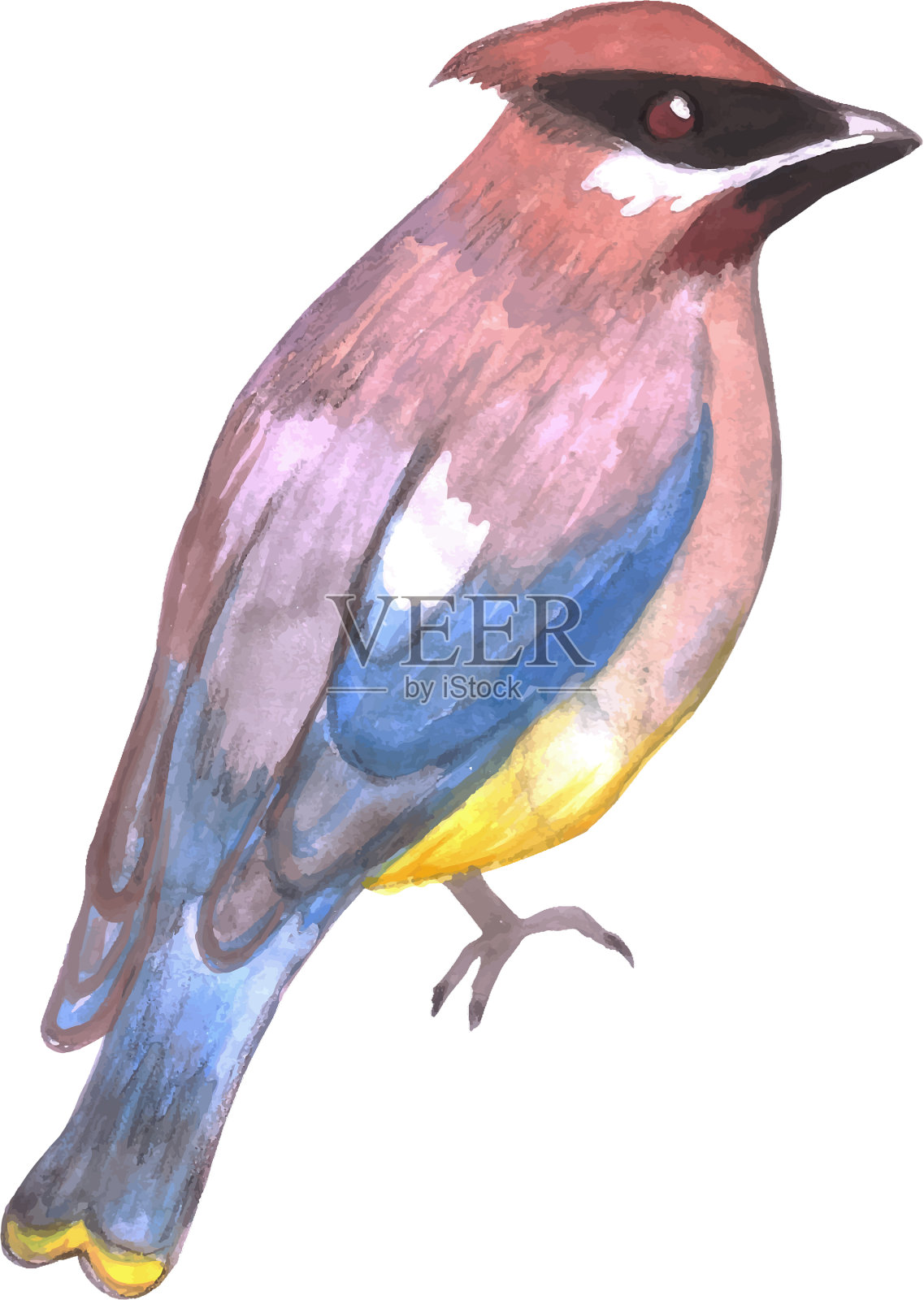 雪松蜡翅或雪松木设计元素图片