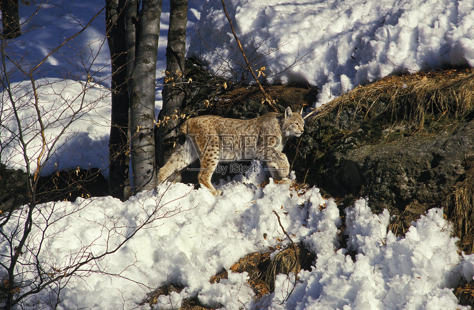 欧洲猞猁，野猫，在草地上行走的成年猞猁照片摄影图片