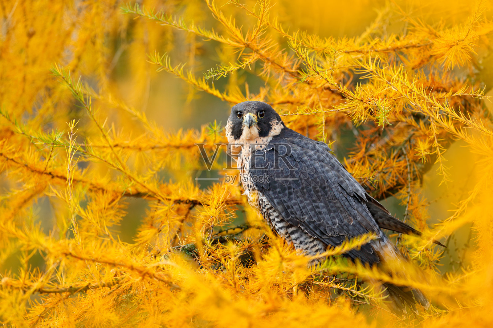 黄秋落叶松中的游隼。猛禽游隼坐在橙色秋天的森林里。秋天的树林里可爱的小鸟。,细节刻画。来自瑞典自然的野生动物。照片摄影图片