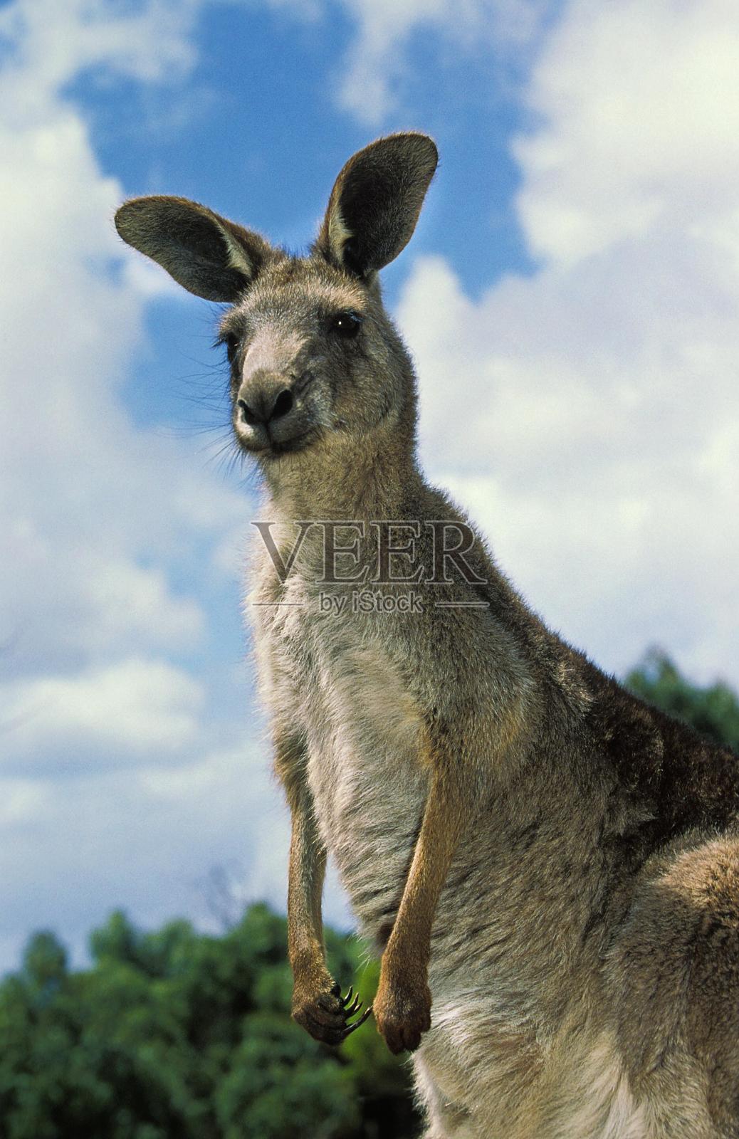 东部灰袋鼠，大袋鼠，成年，澳大利亚照片摄影图片