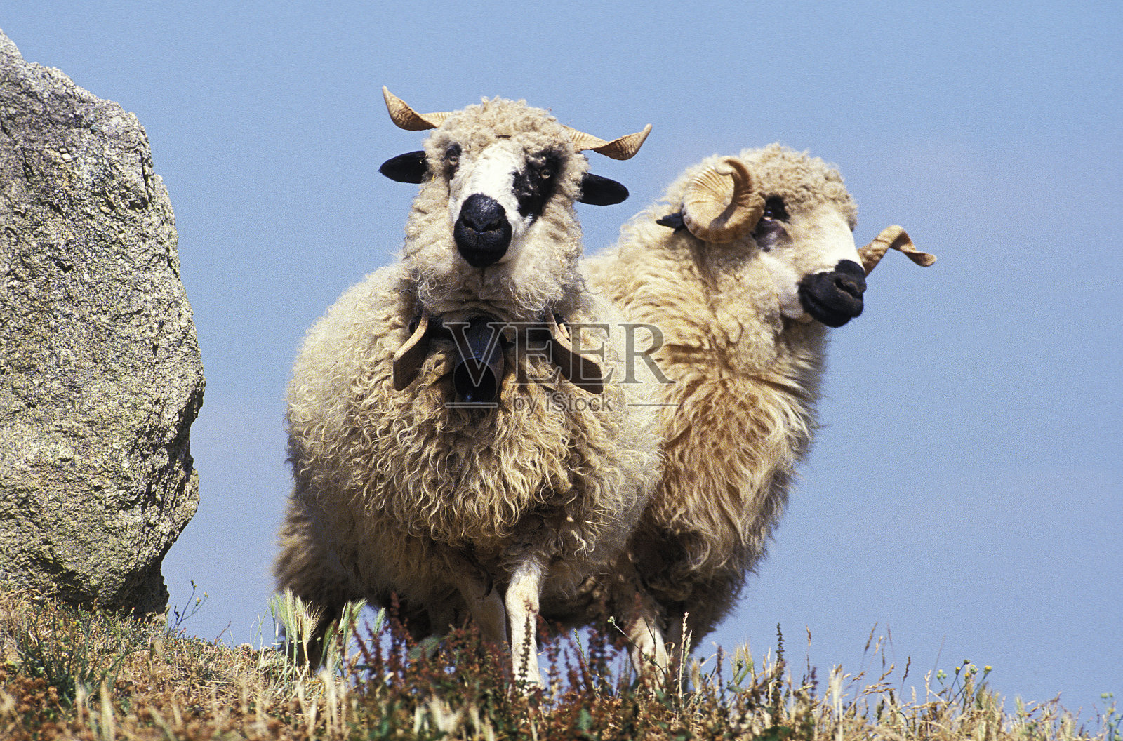 索恩斯马索德羊，成年，颈周围有铃铛照片摄影图片