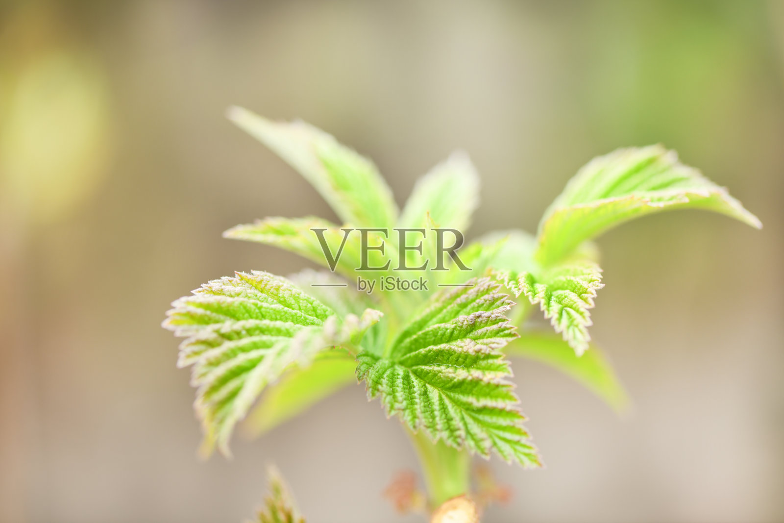 树莓的幼苗发芽了。花园里的树莓嫩叶。照片摄影图片