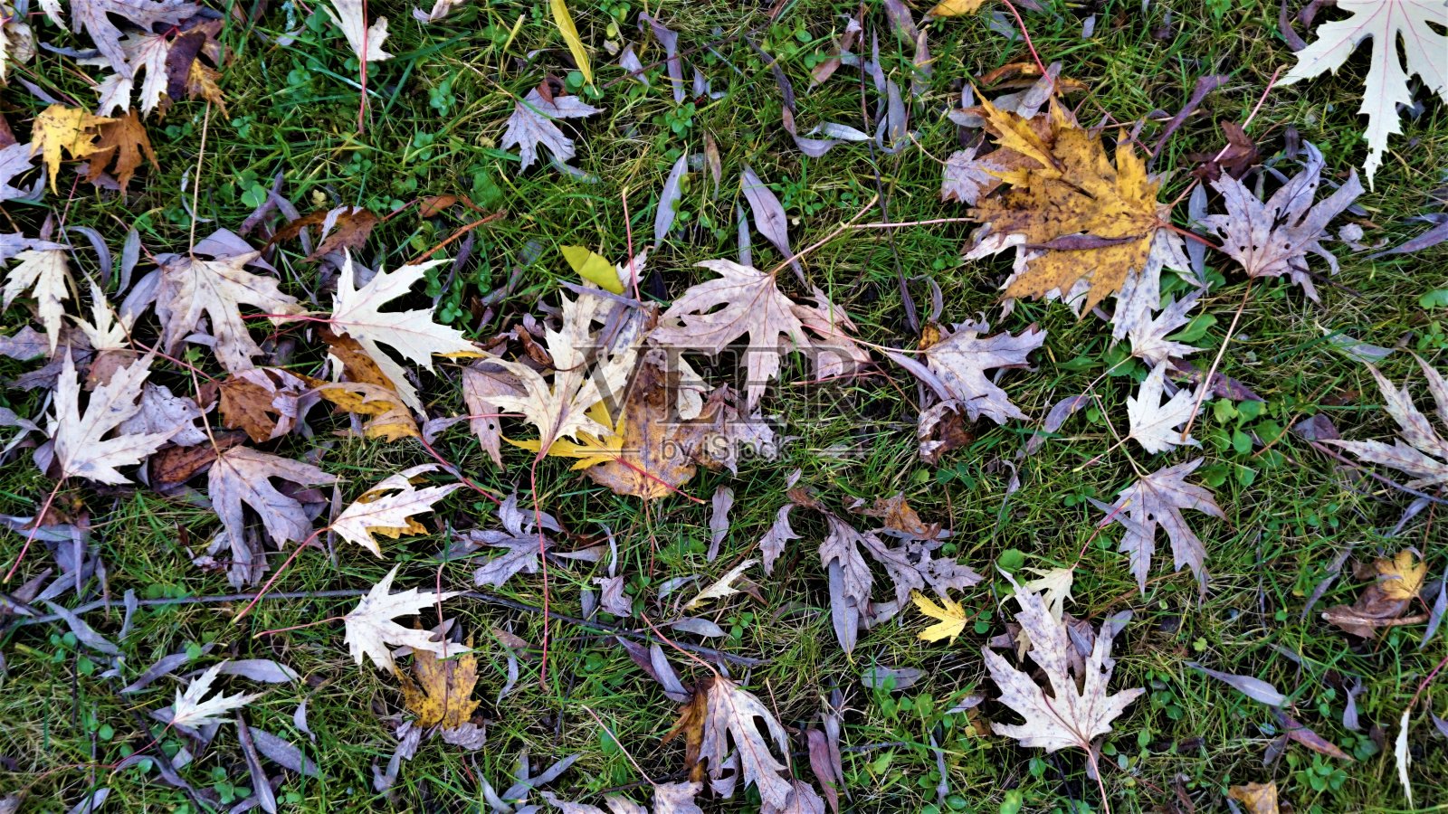 秋天的叶子落在草地上照片摄影图片