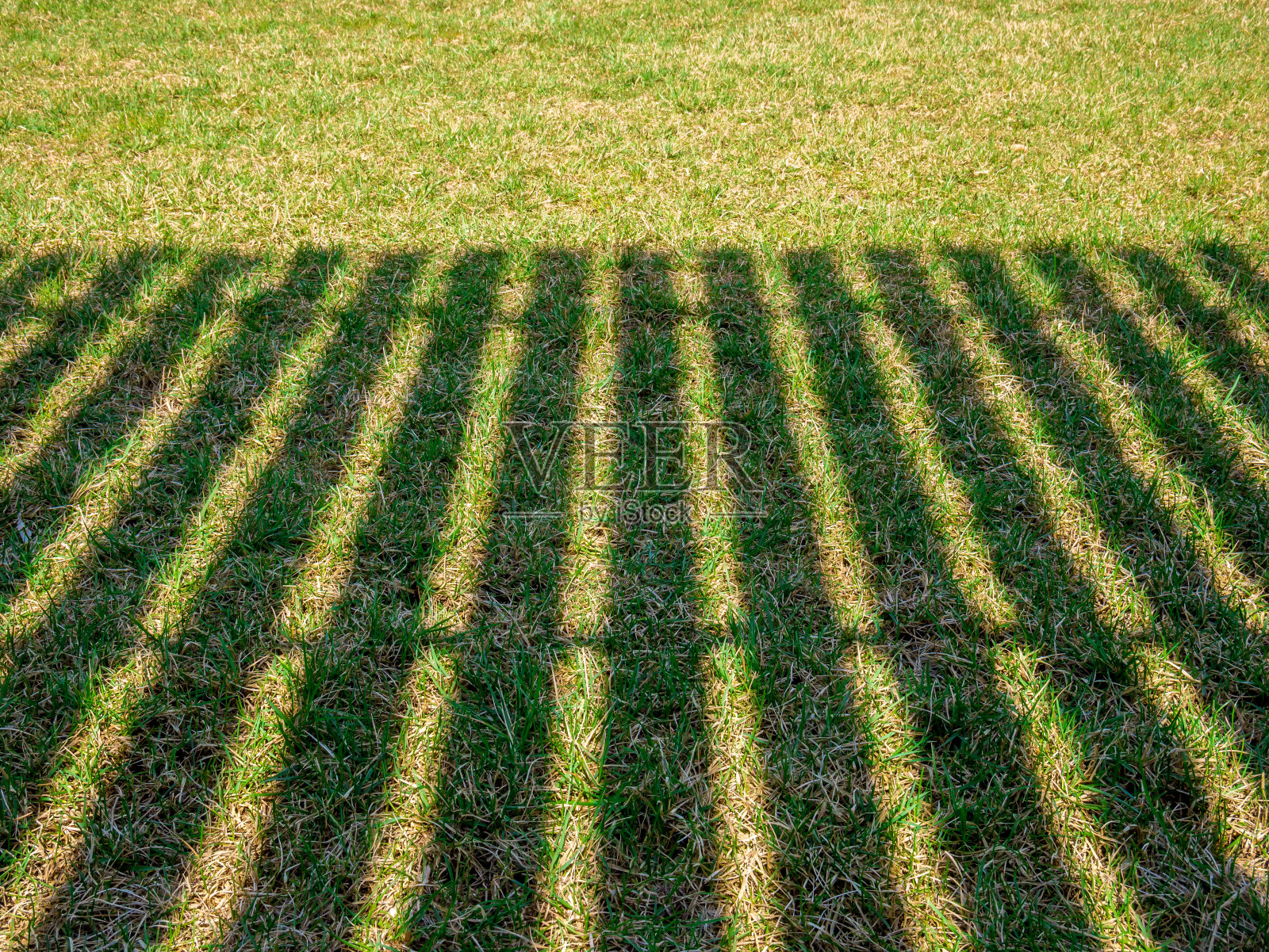 草地上篱笆的影子。绿色草地上的木栅栏。照片摄影图片