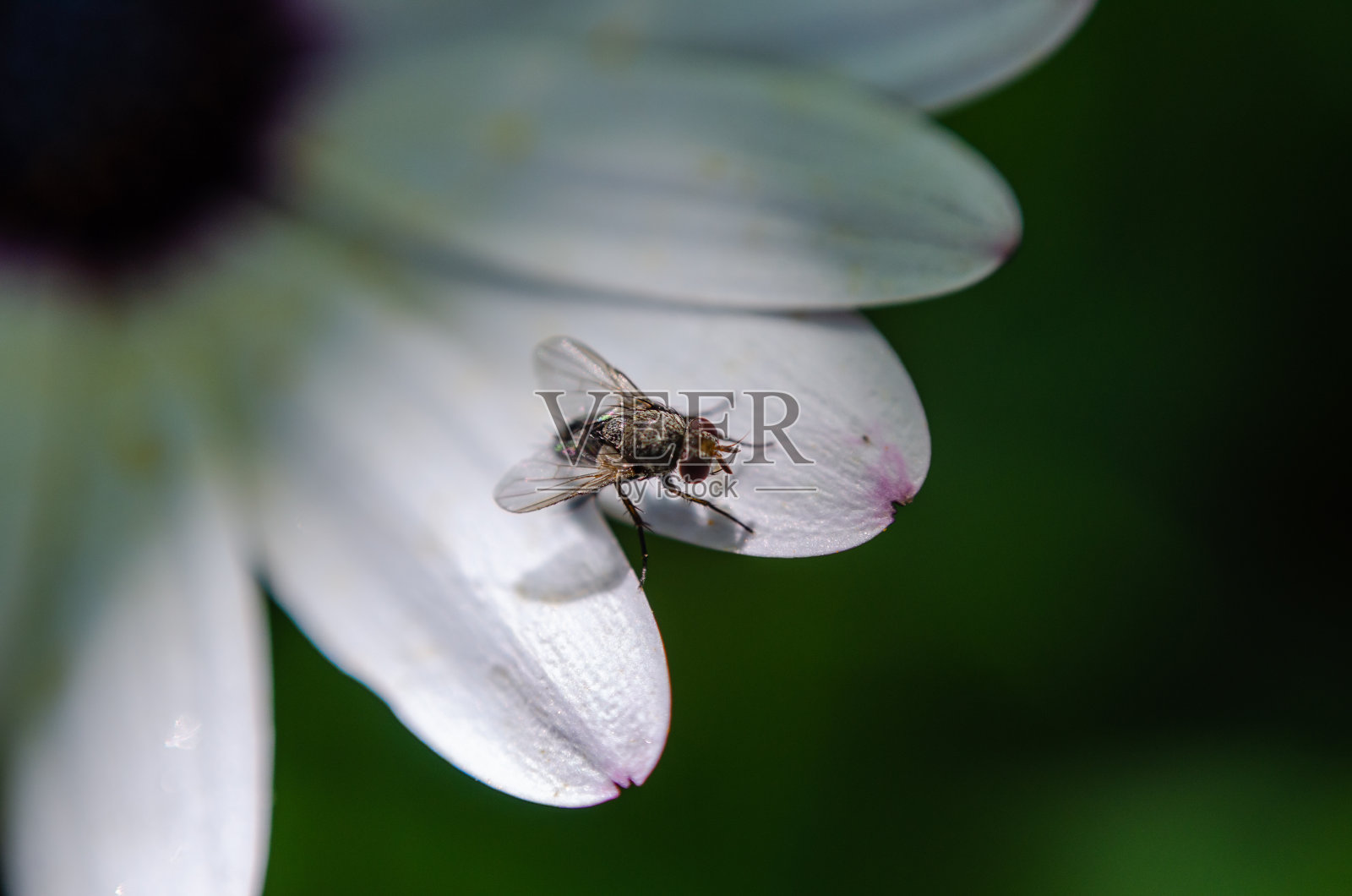 在花瓣上飞翔照片摄影图片