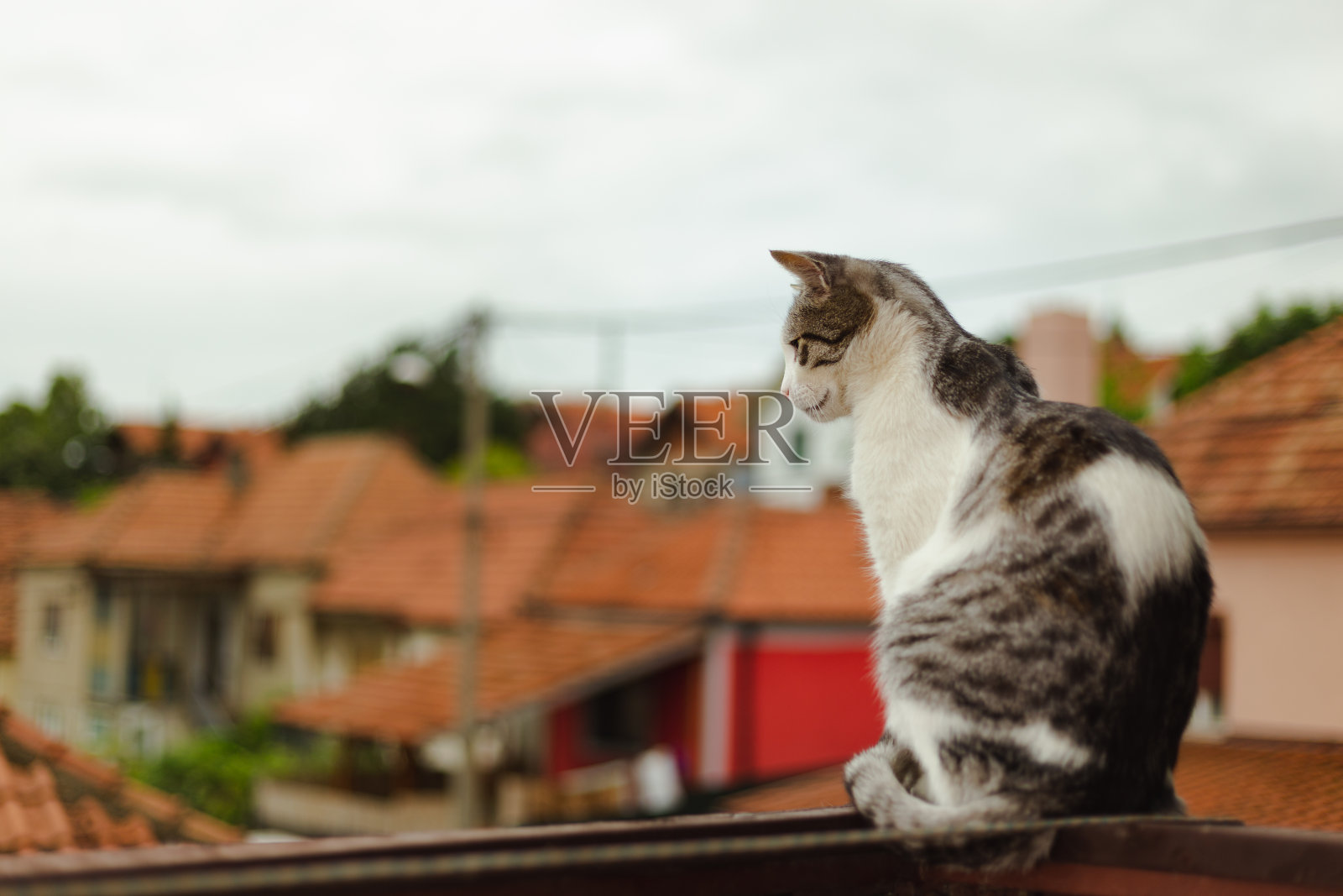 阳台边的猫照片摄影图片