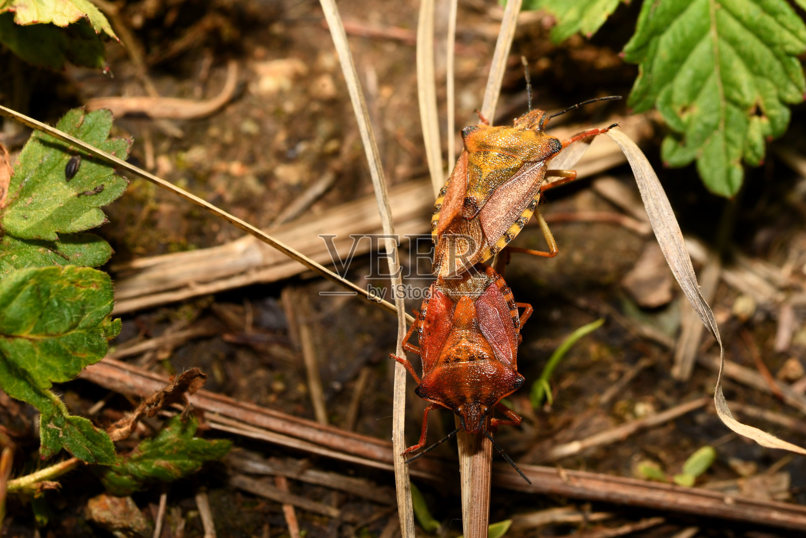 黄色和红色的森林虫照片摄影图片