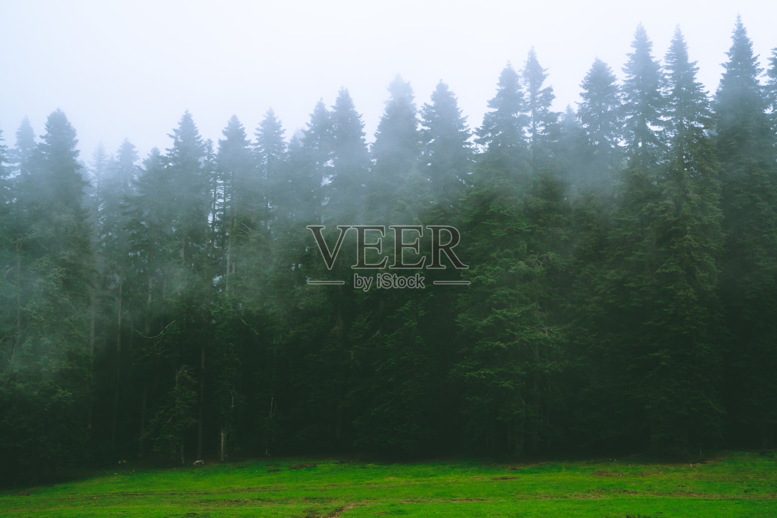 神奇的童话森林。库存图片照片摄影图片