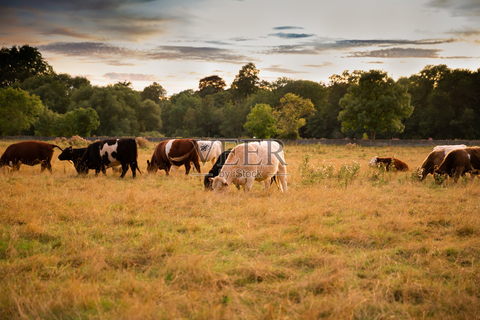 一群色彩鲜艳的奶牛照片摄影图片