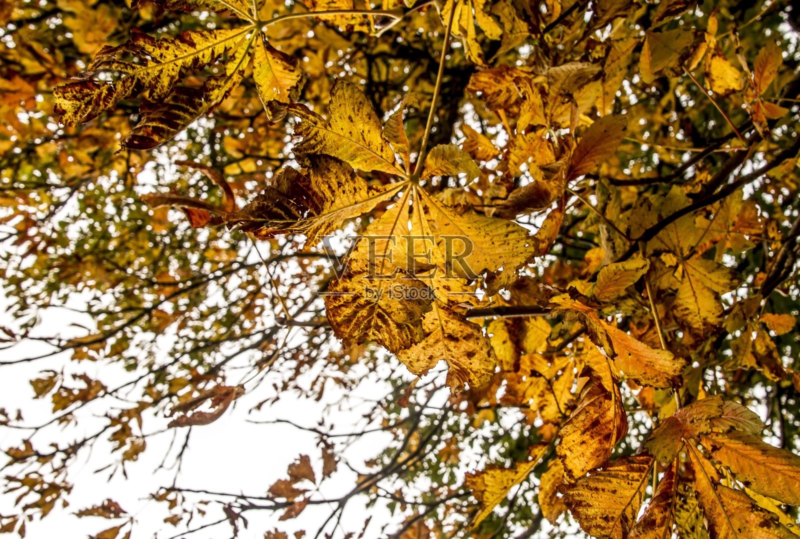 Penicuik的秋叶。照片摄影图片