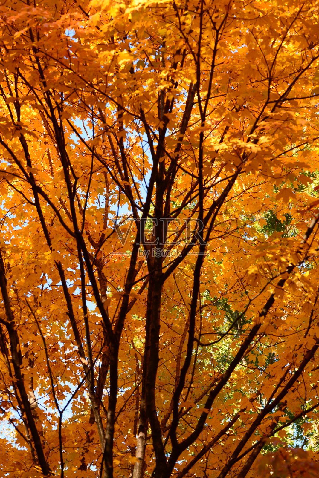 树在秋天照片摄影图片