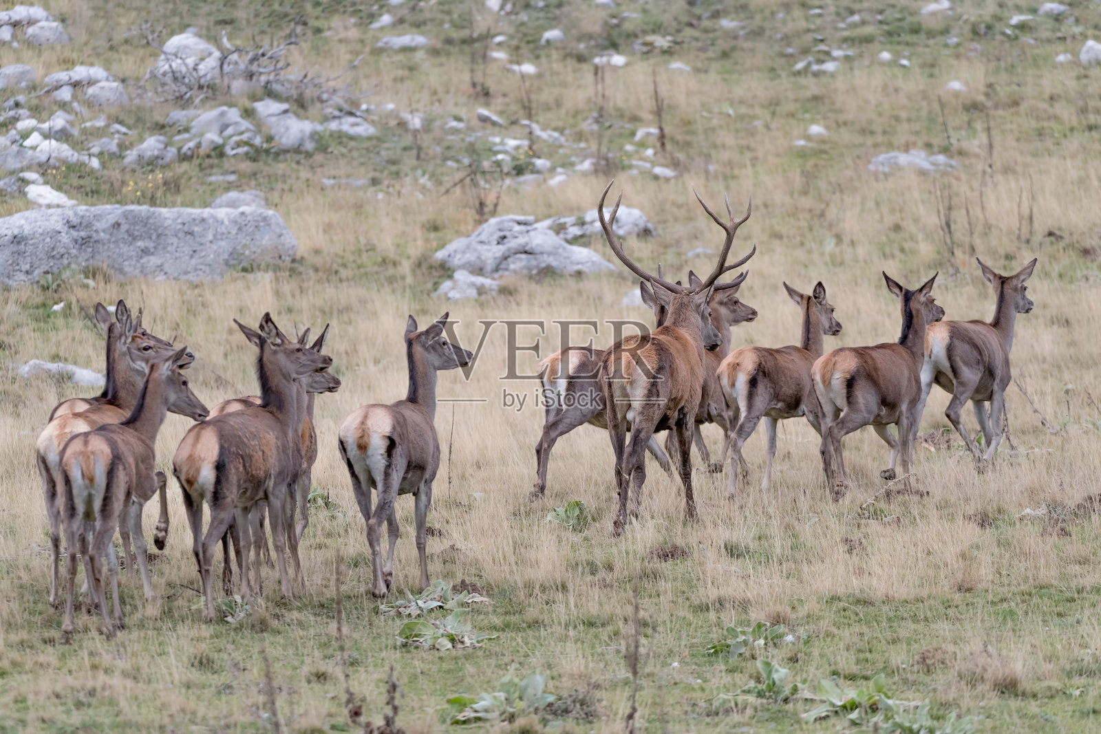 秋季的雌雄马鹿(麋鹿)照片摄影图片