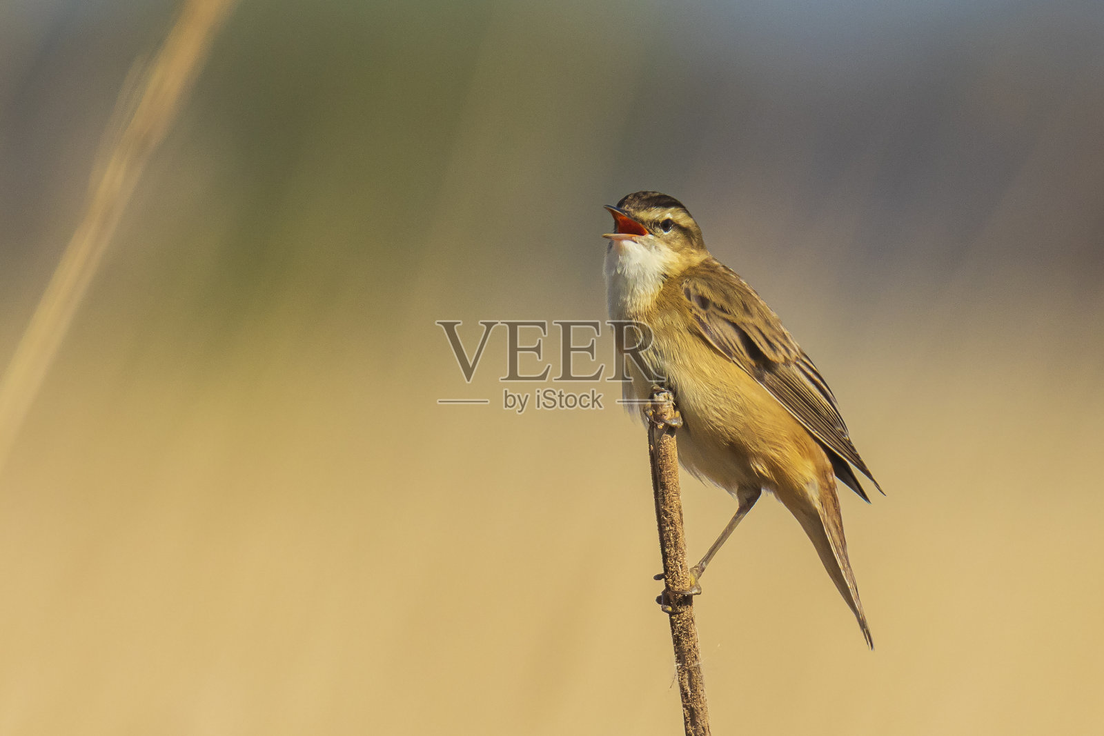 日出时在芦苇中鸣叫的莎草莺。照片摄影图片