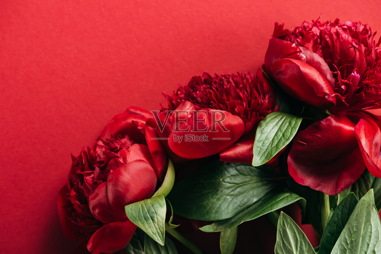 顶视图的红色牡丹与绿色的叶子在红色的背景照片摄影图片