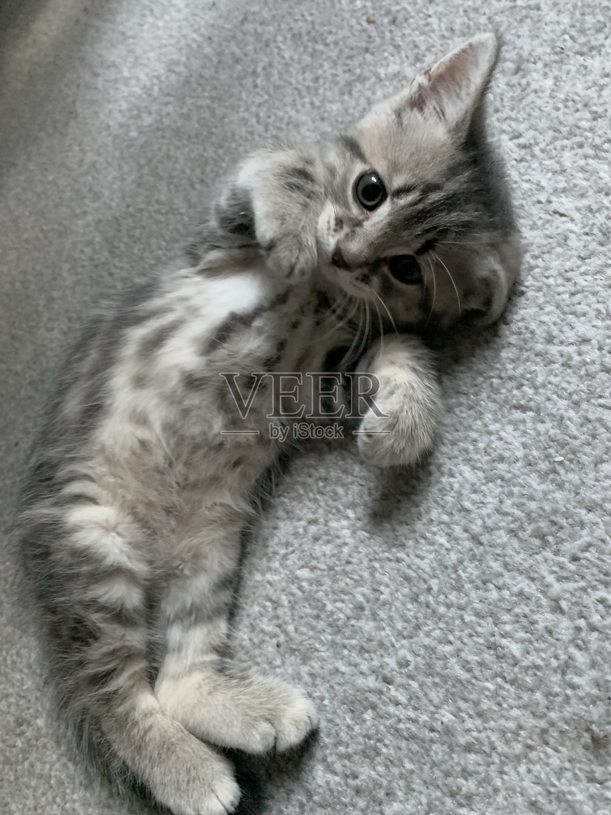 小猫照片摄影图片