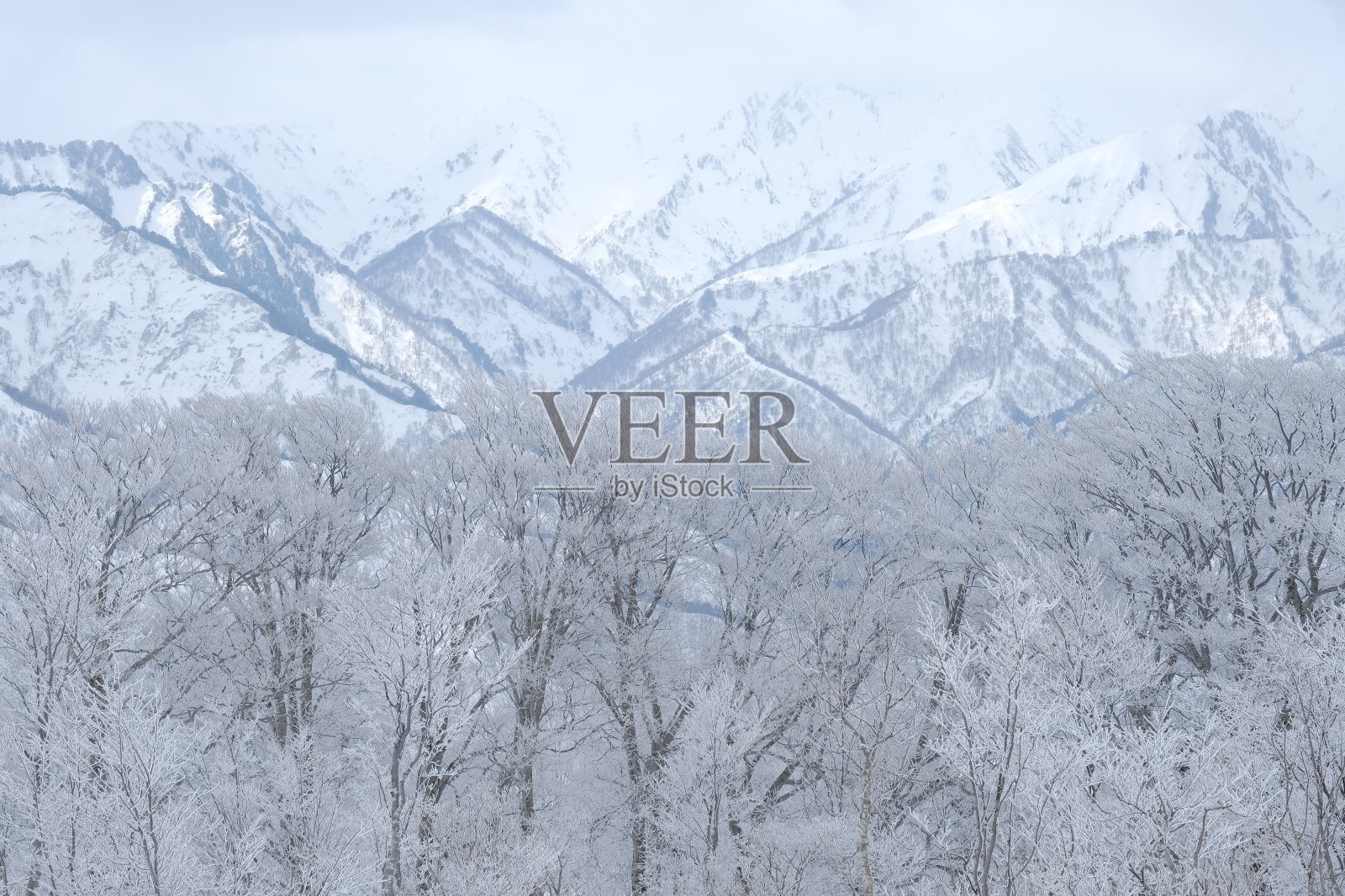 白霜森林照片摄影图片