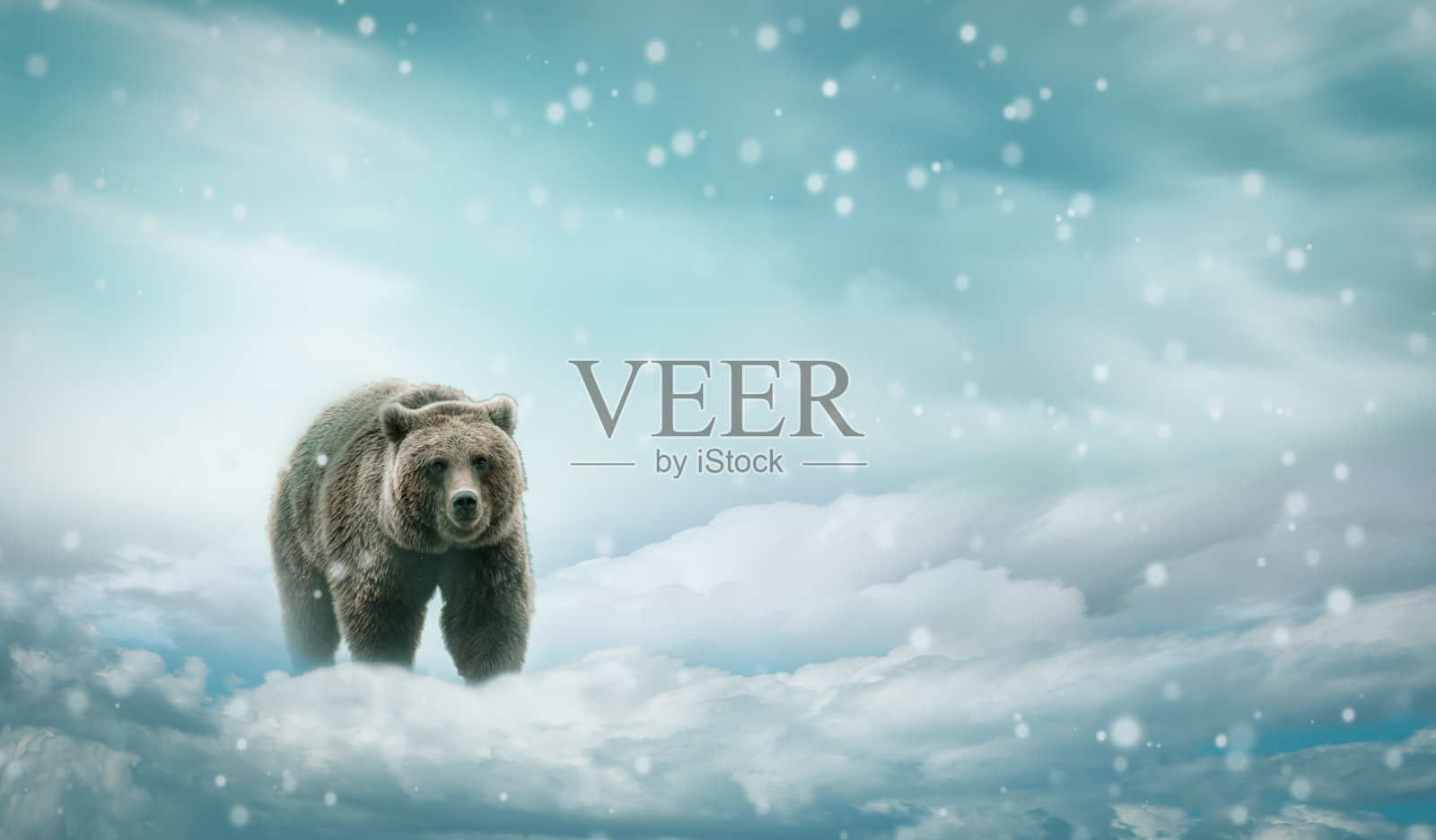 雪地里有棕熊。照片摄影图片