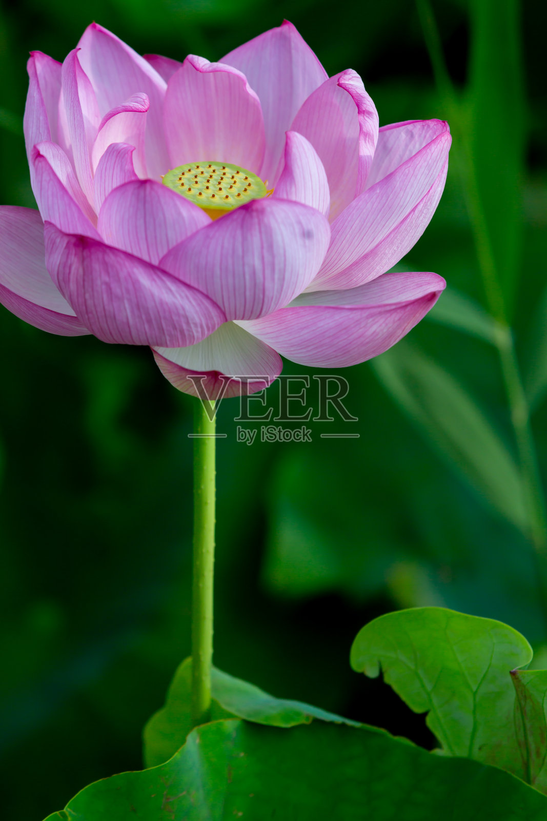 莲花照片摄影图片