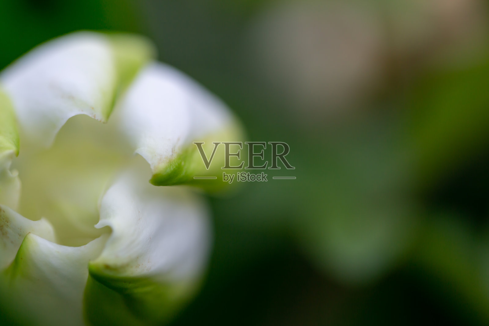 常见的栀子花照片摄影图片