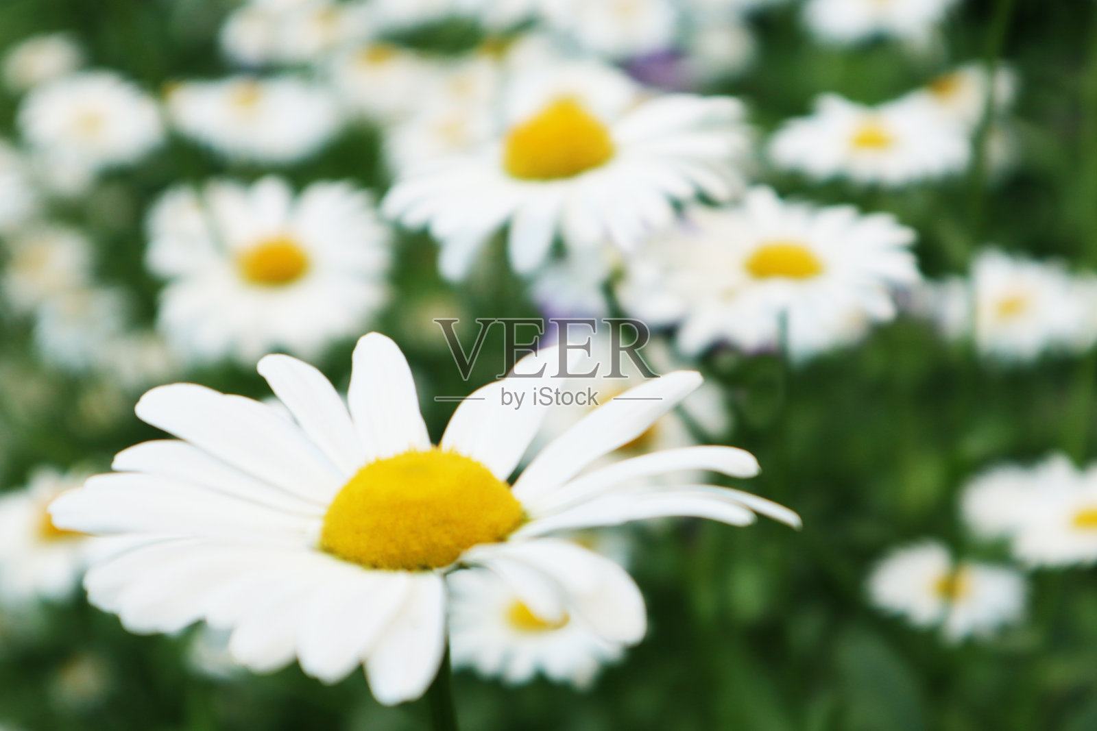 白色雏菊在绿色背景上的特写。夏天的概念。照片摄影图片