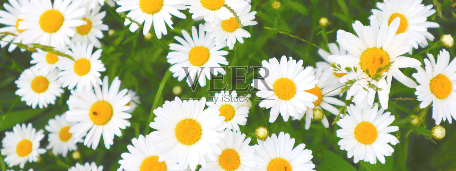 白色雏菊在绿色背景上的特写。夏天的概念。横幅。照片摄影图片