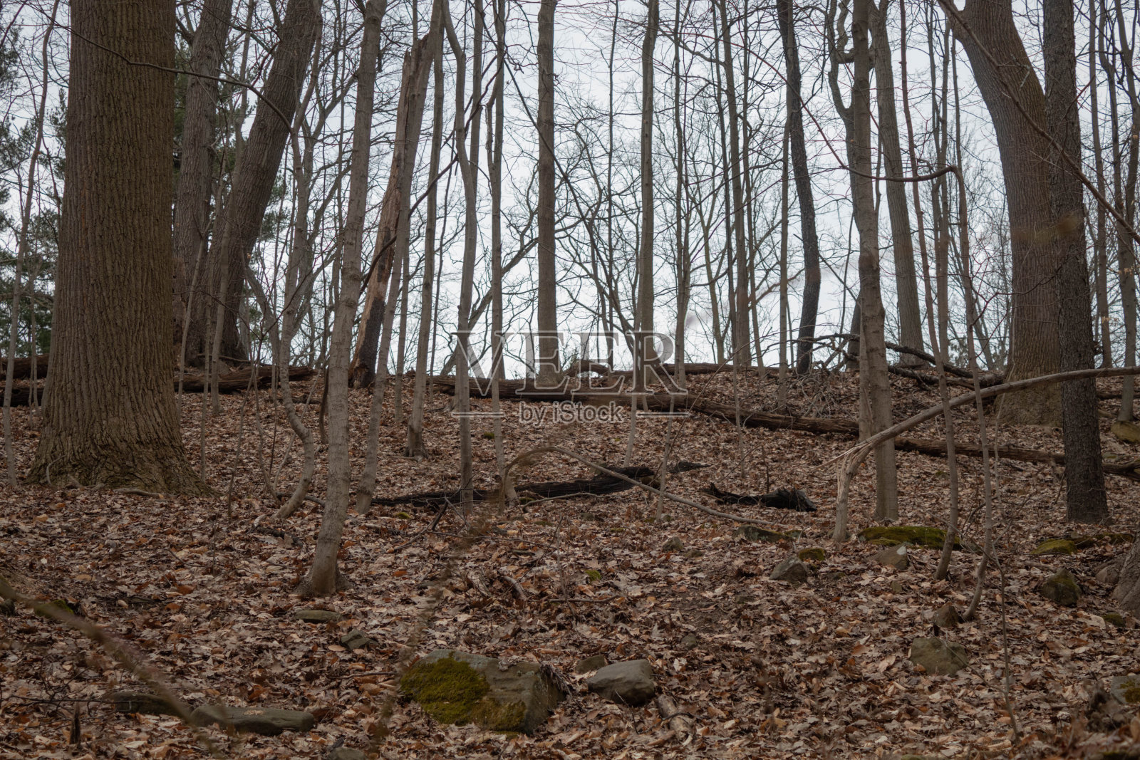 多叶的山照片摄影图片