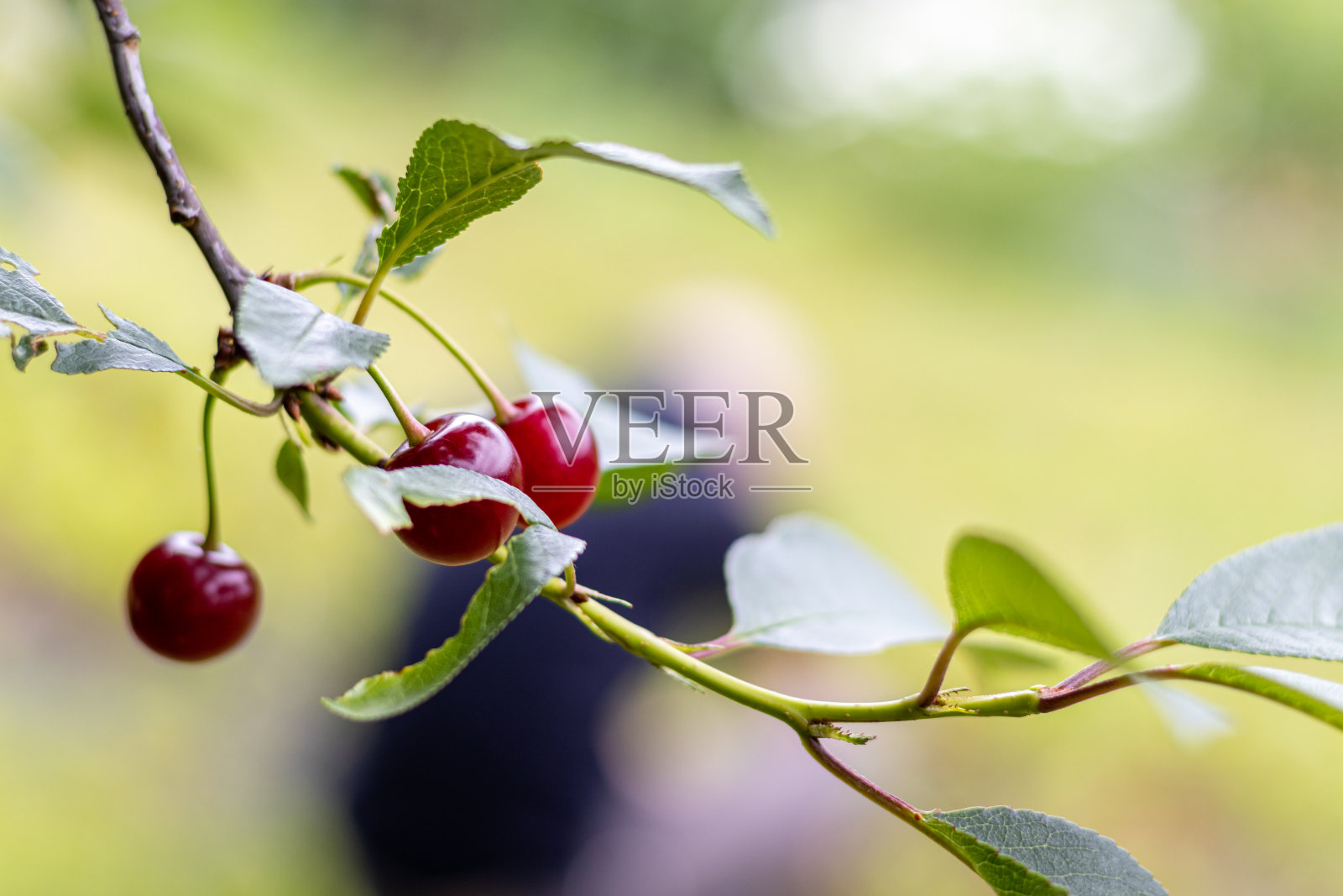 匈牙利，在花园里收获樱桃照片摄影图片